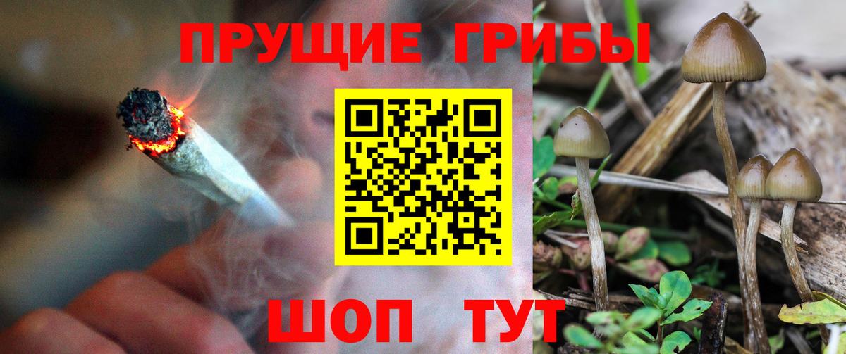 Галлюциногенные грибы GOLDEN TEACHER Георгиевск